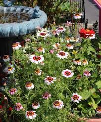 Image result for Glebionis carinata `German Flag`