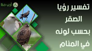 حلم الصقر تفسير رؤيته وصيده والخوف منه في المنام ارب حظ