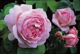 Maybe you would like to learn more about one of these? Ø¥Ø¶Ø§ÙØ© Ø­Ø¨ Ø§Ù„Ø§Ø³ØªØ·Ù„Ø§Ø¹ Ø´Ø§ØºØ± Fiori Simili Alle Rose Nome Amazon Bossforum Org