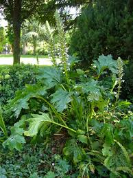 Image result for Acanthus mayaccanus