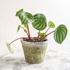 Image result for Peperomia molleri