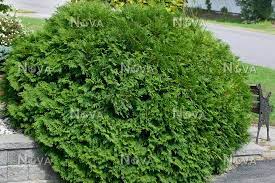 We did not find results for: Thuja Occidentalis Woodwardii Media Database