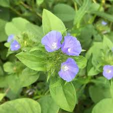 Image result for Jacquemontia