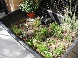 If placed in bed room, make sure it is placed near window so it can get enough light. How To Care For Your Sulcata Tortoise Pethelpful