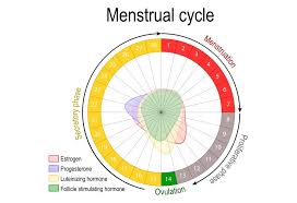 Using The Billings Method For Getting Pregnant How Does It