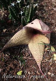 Jardín de flores de cactus, ¿quieres subir una? La Estrella De Las Moscas O Flor De Carrona Stapelia Gigantea