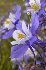 Pin On Pretty Flowers