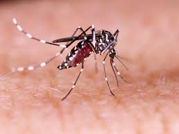 In 1967, fellow soul singer aretha franklin covered and rearranged respect, resulting in a bigger hit and her signature song. Zika Virus Symptoms Treatment And Prevention Zika Virus Cases Reported In Kerala All You Need To Know About The Symptoms Treatment And Prevention