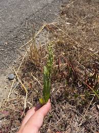 Image result for Panicum miliaceum