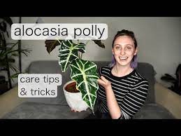 Alocasia Polly Care Alocasia Amazonica Care Tips Tricks Youtube In 2020 Plant Care Houseplant Care Tips
