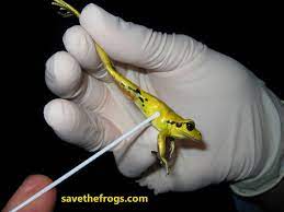 The player must have quina in the party to play at any qu's marsh. How To Catch And Hold A Frog Save The Frogs