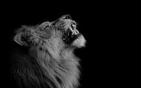 Wallpaper Et Fond D Ecran Lion Animal Portrait Fond Ecran Animaux Fond D Ecran Lion Lion Noir Et Blanc