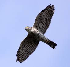 Hangi hayvanların ismi j harfi ile başlıyor? J Harfi Ile Baslayan Hayvan Isimleri Huzur Sayfasi Islami Bilgi Kaynaginiz