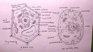 Plant and animal cell easy diagram. How To Draw Plant Cell And Animal Cell Plant Cell Drawing Animal Cell Drawing Plant And Animal Cell Youtube