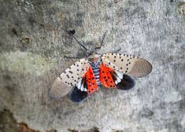 Black And White Spotted Moth Pa Destructive Spotted Lanternflies Are Making Their Way Across The East Coast Brighten Your Day Baby Animals Flying Lantern