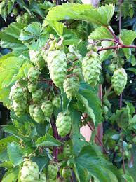 ✓ gratis para uso comercial ✓ imágenes de gran calidad. 50 Semillas La Planta Cervecera Cerveza Planta De Lupulo Humulus Lupulus