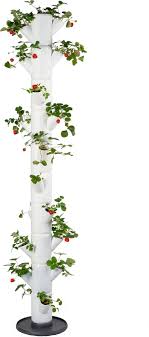 Perfect accompaniment for the longer days and the sunshine! Gusta Garden Erdbeerturm Sissi Strawberry Infinity Bloomling Deutschland