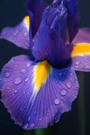 Pin By King Tuner On Floral Magic Iris Flowers Blue Iris Flowers Wet Flowers