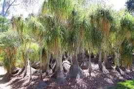 Image result for Beaucarnea recurvata