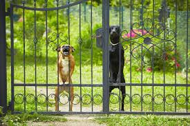 Hundezaun alle bekannten hundezaune vorgestellt und erklart. Garten Hundesicher Machen So Kann Sich Ihr Vierbeiner Gefahrlos Bewegen