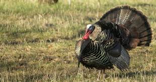 Let's discover turkey together, one video at a time! 10 Turkey Facts World Animal Protection