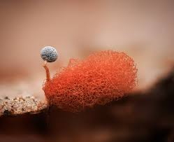 Image result for Athroisma gracile