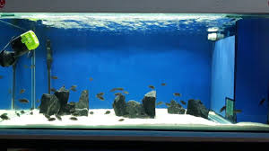 Tropheus Dalga Motoru Youtube
