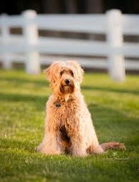 Waltzing matilda's jentle jeremy estimated mature size: Our Girls Hunterberry Hill Labradoodles