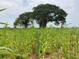 Image result for Warneckea sousae