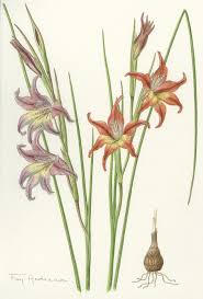 Image result for Heterotis canescens