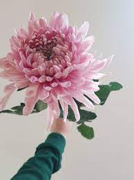 Chrysanthemum Holiday In 2020 Flower Aesthetic Beautiful Flowers Pretty Flowers