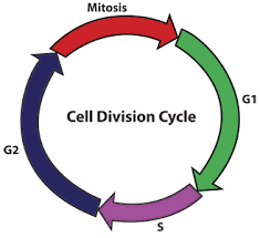 What Is The Cell Cycle Sequence Quora