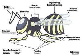 Cute Wasp Meme Memes Entomology Co Design
