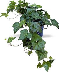 Image result for Hedera