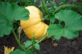 Cut the vines back to the main arm that you trained to grow along the support system. When And How To Trim Pumpkin Vines Gardener S Path