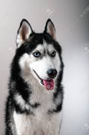 The white husky is a rare type of the siberian husky dog breed, covered in a white coat, also known as isabella husky. Portrait Of A Husky Dog Siberian Husky Black And White Color With Blue Eyes Stock Photo Picture And Royalty Free Image Image 93462130