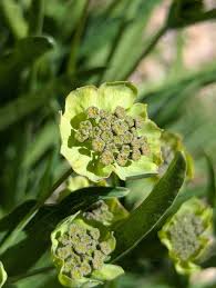 Image result for Bupleurum