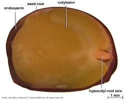 Image result for Androstachys johnsonii