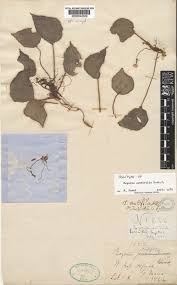 Image result for Begonia scutifolia