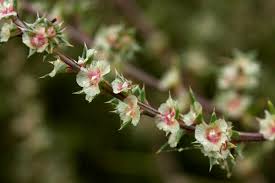 Image result for Salsola rabieana