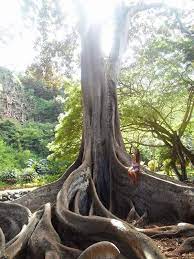 Allerton Garden Kauai Hawaii By Becca O Neal Jurassic Tree In The Botanical Garden Kauai Treehugger Kauai Hawaii Hawaiian Vacation Kauai Travel