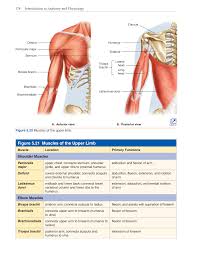 The posterior compartment of the upper arm is the exten. Introduction To Anatomy And Physiology Online Student Edition Page 178 188 Of 640