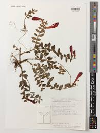 Image result for Indigofera microcalyx
