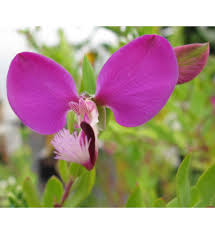 Image result for Polygala marensis