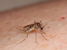 Image result for picture of people with Zika virus infection