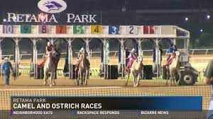 It hosts some of the lone star state's most prestigious racing stakes, including the texas stallion stakes, ketel one el joven stakes, la señorita stakes, retama turf breeders cup, new. Retama Park Hosts Camel And Ostrich Races Youtube