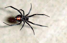 Considering the fact that black widow spiders are one of the most dangerous spiders in the united states, you'll want to protect yourself from these next, you'll want to head outdoors with a can of terro® spider killer spray in hand, spraying areas where black widows like to hang out, such as. Black Widow Spider Facts Bite Habitat Information