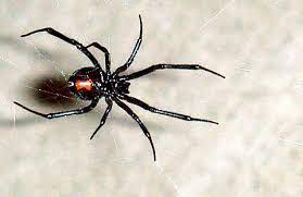 The female black widow spider bite is 15 times as toxic as the venom of the prairie rattlesnake. Black Widow Spider Facts Bite Habitat Information