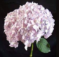 Jumbo Lavender Hydrangea Tinted Flower Flowers For Sale Hydrangea Flower Hydrangea