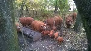 Purcei de vanzare bihor 2018. Carne De Porc Lumea Satului